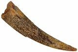 Fossil Pterosaur (Siroccopteryx) Tooth - Morocco #298746-1